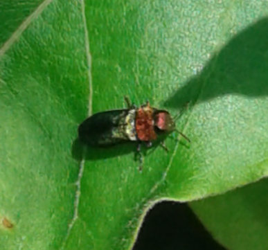 Buprestidae : femmina di Anthaxia nitidula?  S